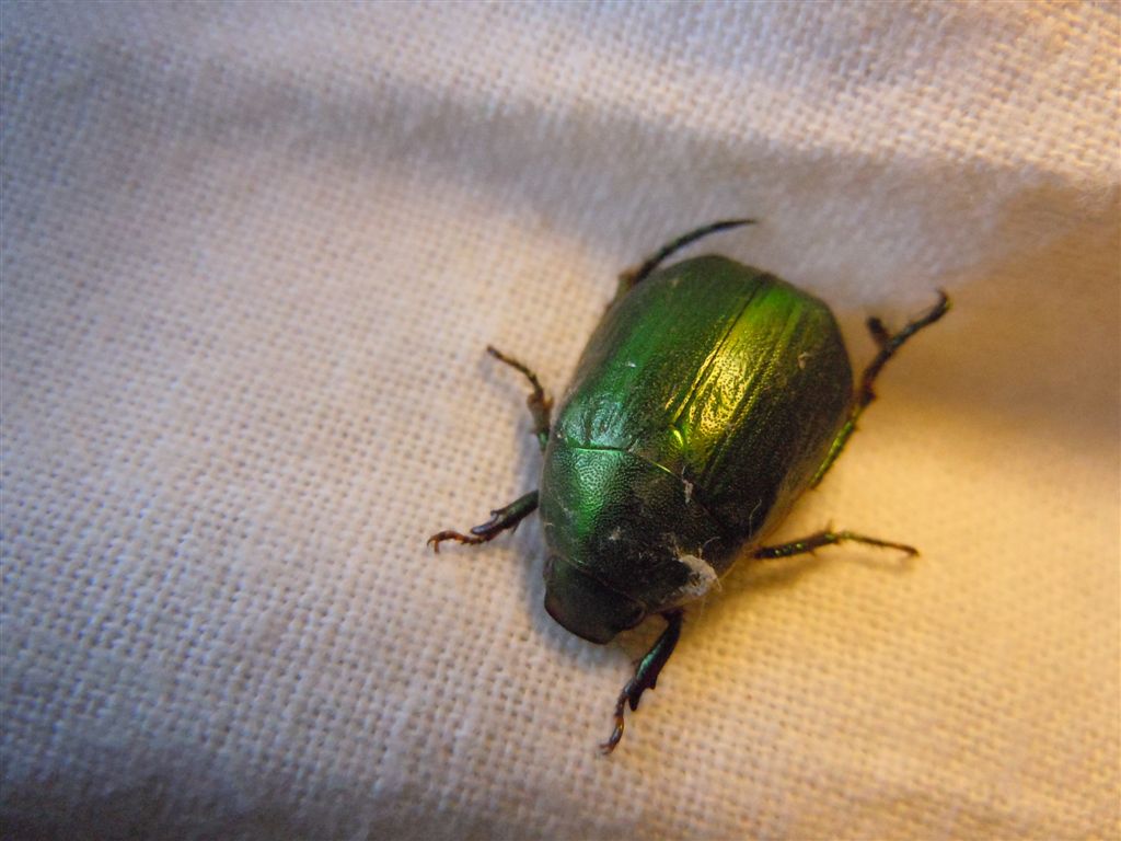 Rutelidae? Anomala sp.